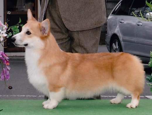 コーギー パピー 子犬 ガラスのカッティングボート 【公式通販】