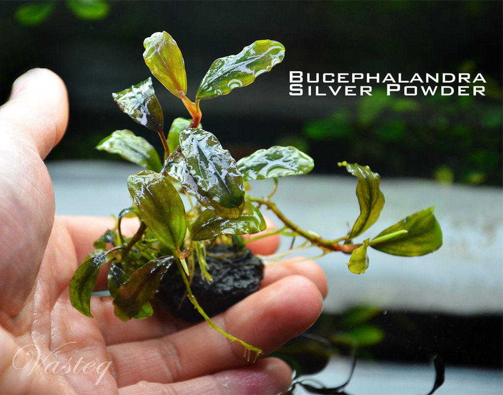 Bucephalandra sp.ダイヤモンドダスト Bucephalandra sp.ダイヤモンド