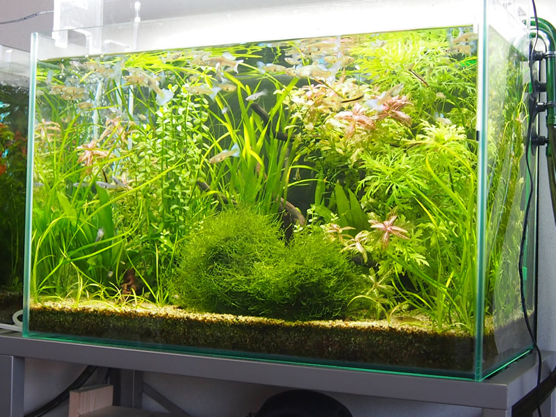 ADA AQUASKY RGB 60 アクアスカイLED照明システム