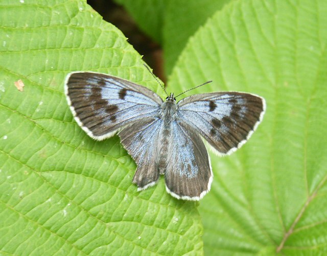 北海道生物図鑑「オオゴマシジミ」