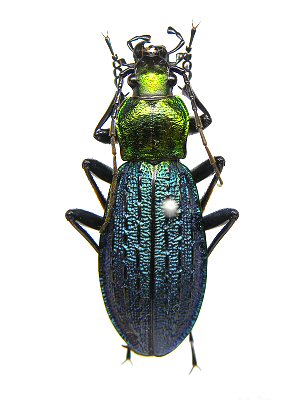 北海道生物図鑑「アイヌキンオサムシ」