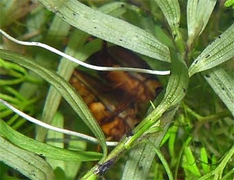 カラフトマルガタゲンゴロウ