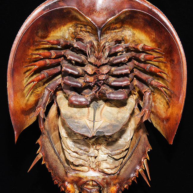 カブトガニ標本 天然記念物 【公式通販】