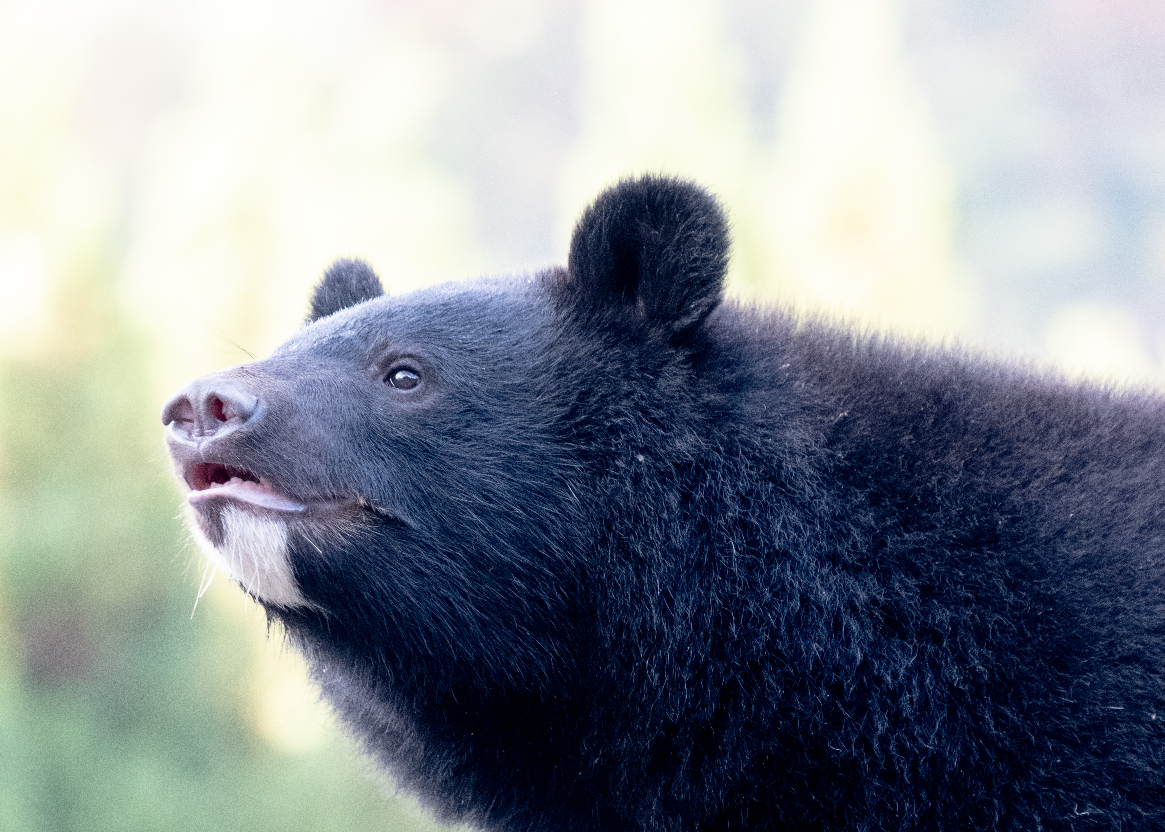 くまを知ろう」の記事一覧 | くまくま園 公式ホームページ