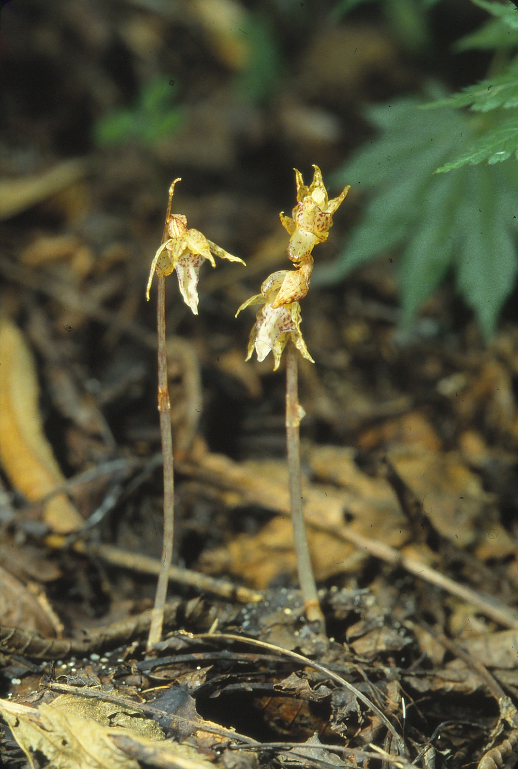 レンテン族 草木染め反物 黄色 B 山岳民族 レンテン族 草木染め反物