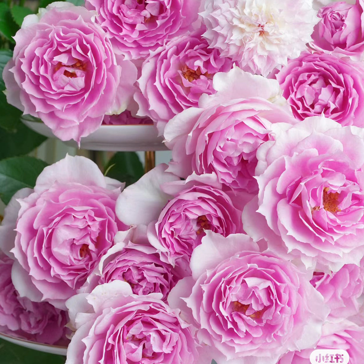 Doniazade Japanese Garden Shrub Rose – Highgarden Roses