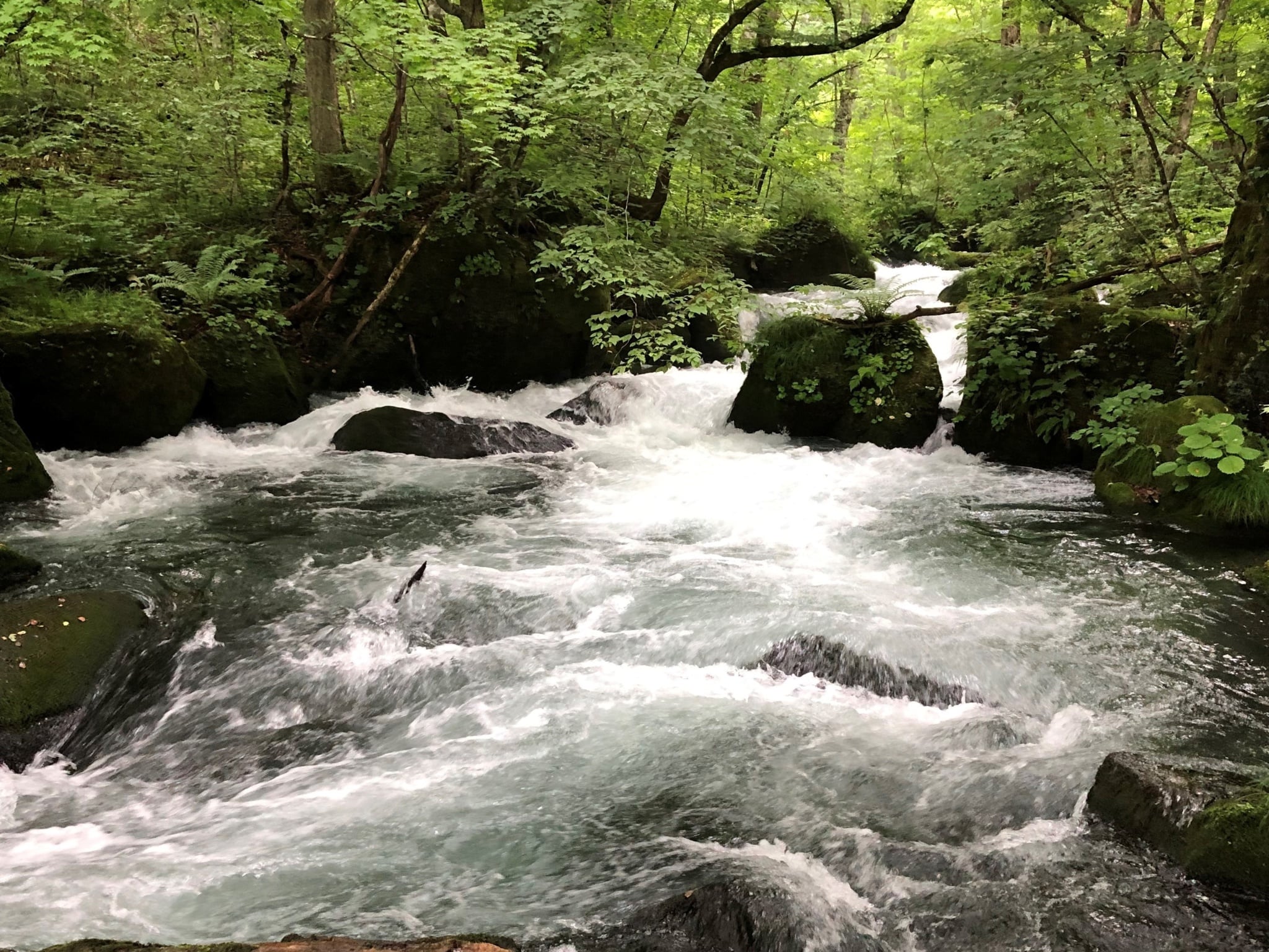 奥入瀬渓流〔石ヶ戸〕Aコース（片道）8,400円