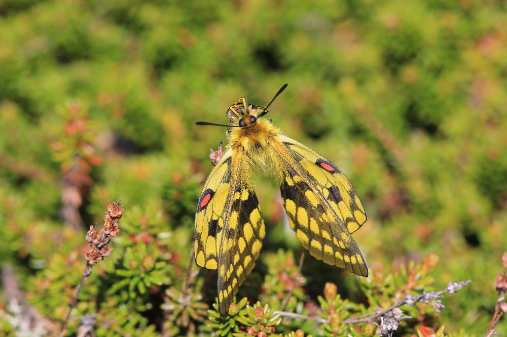 ウスバキチョウ（ロシア）ペアー 【公式通販】