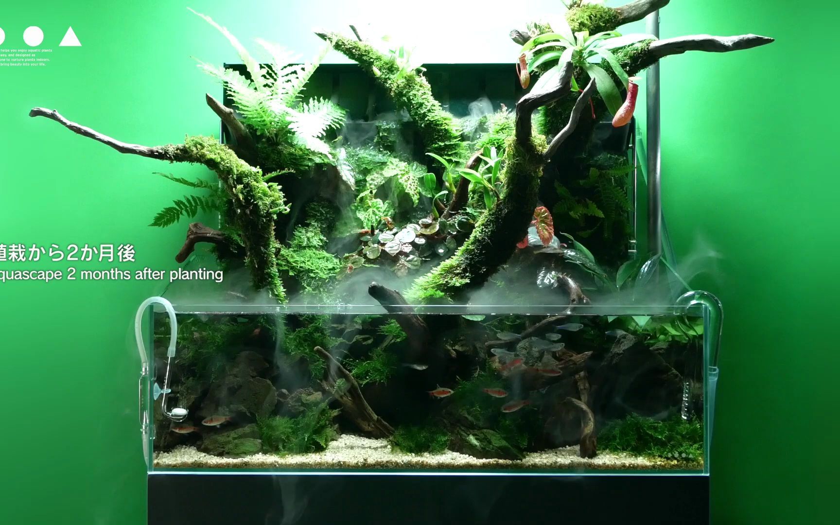 dooa!水草ウォール 侘び草ウォール ウォールハンガーセット