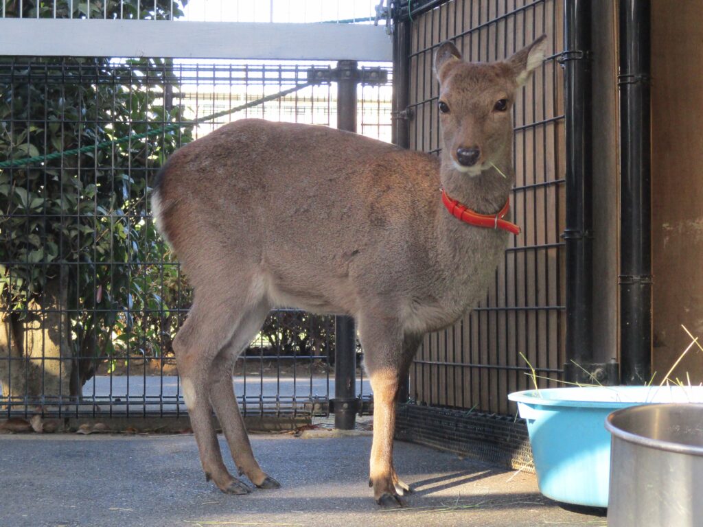 12 ニホンジカ 角 55cm 幅50cm ニホンジカ 55 | HANSA