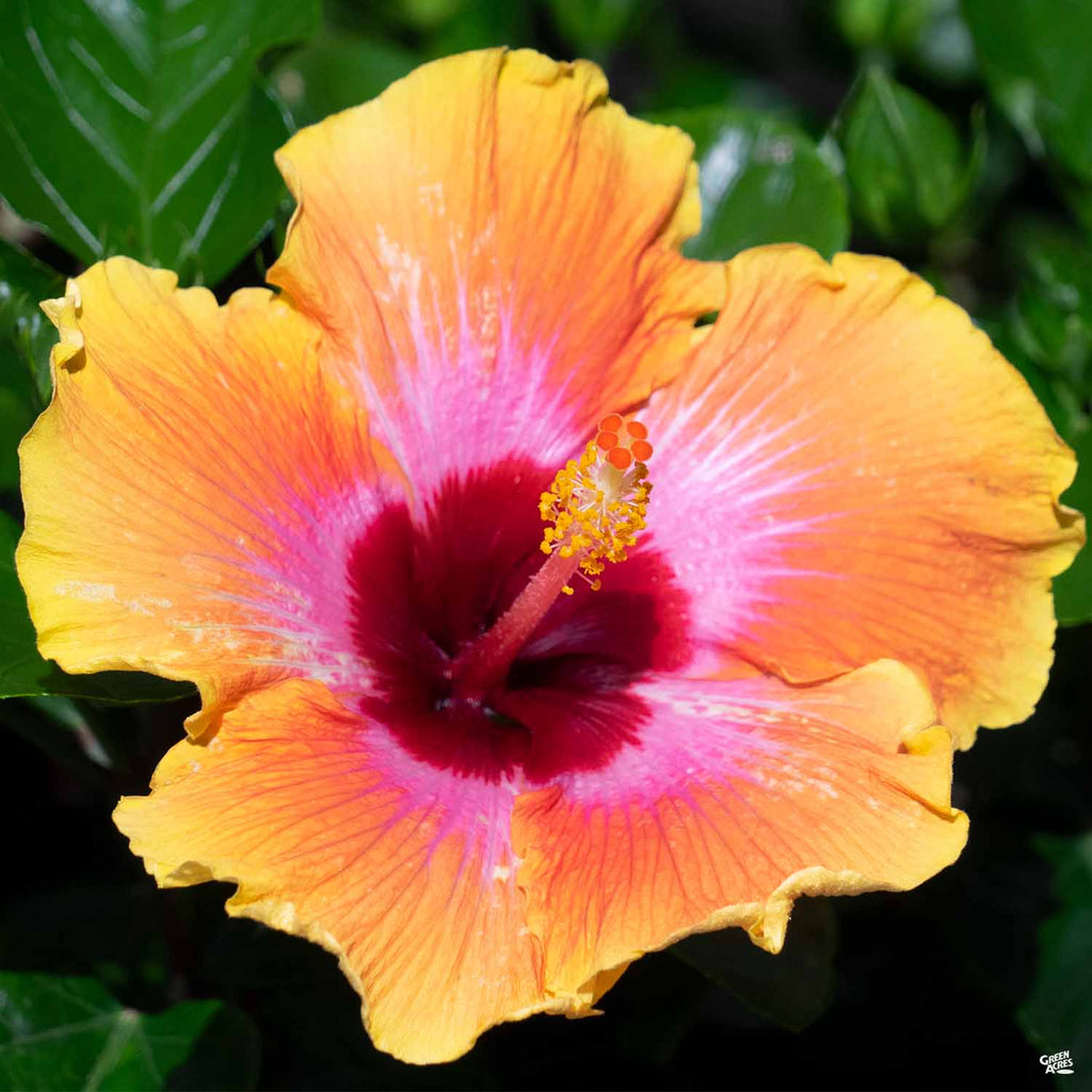HibisKISS™ Spin the Bottle — Green Acres Nursery & Supply