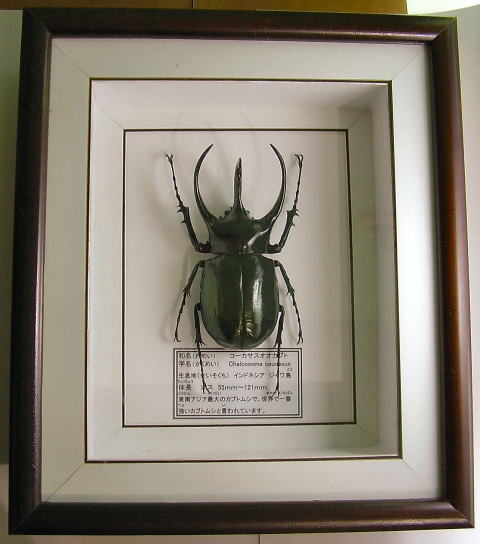 昆虫標本】ヘラクレスオオカブト ガラスケース入り カブトムシ 標本