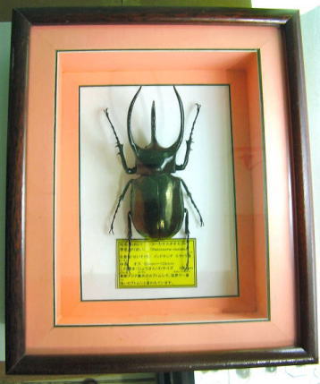 額入り昆虫標本 カブトムシ