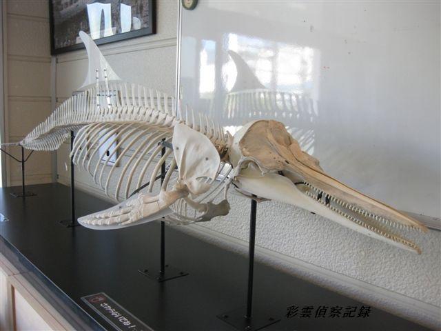 マダライルカ骨格標本 | 彩雲偵察記録 - 楽天ブログ 骨格 標本 イルカ 椎骨