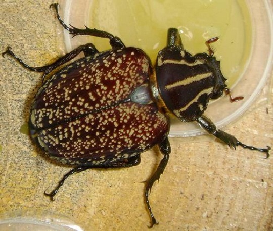 インカツノコガネ | 萌萌虫雑記帳