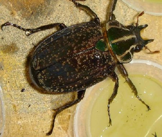 インカツノコガネ | 萌萌虫雑記帳