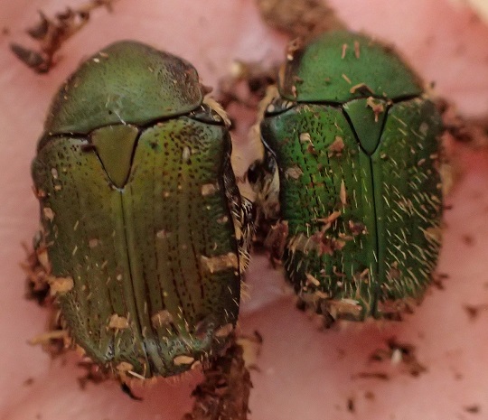 アンゴラ産 珍品ハナムグリ 38mm アンゴラ産 珍品ハナムグリ 38mm