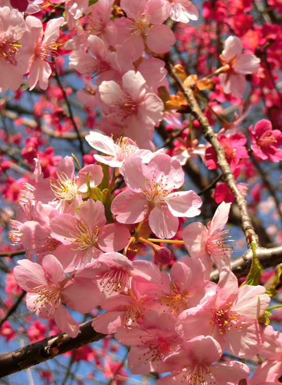 A0033)パセ・ジェラルド「花咲く桜の木」 A0033)パセ・ジェラルド「花