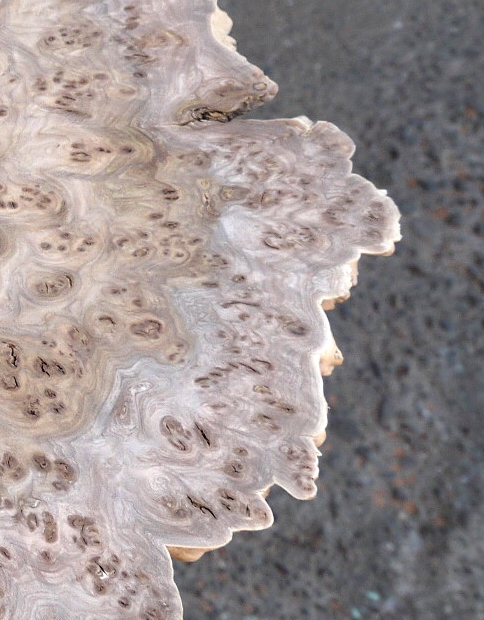 楡瘤（ニレコブ）のスライス | 一枚板ショールーム”ウッドランド” by