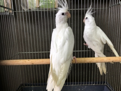 オカメインコ WFクリアパイド | LOVEBIRDFUKUOKA（ラブバードフクオカ