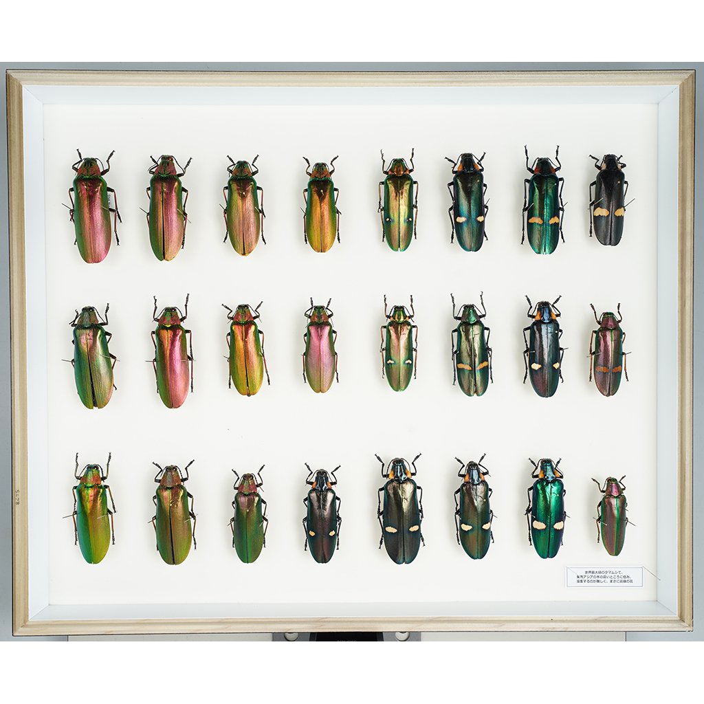 九大博物館 | オオルリタマムシ (タマムシ科) Coleoptera, Buprestidae