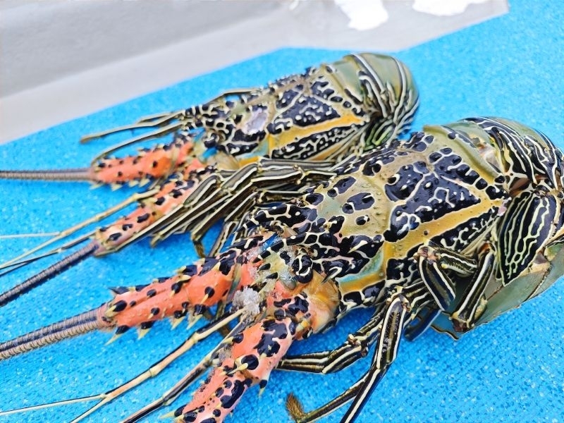 国頭の海よ いつもありがとう:ゴシキエビ