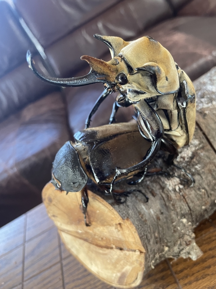 野外品 イイジマゾウカブト 標本 イイジマゾウカブト野外標本 <0406z