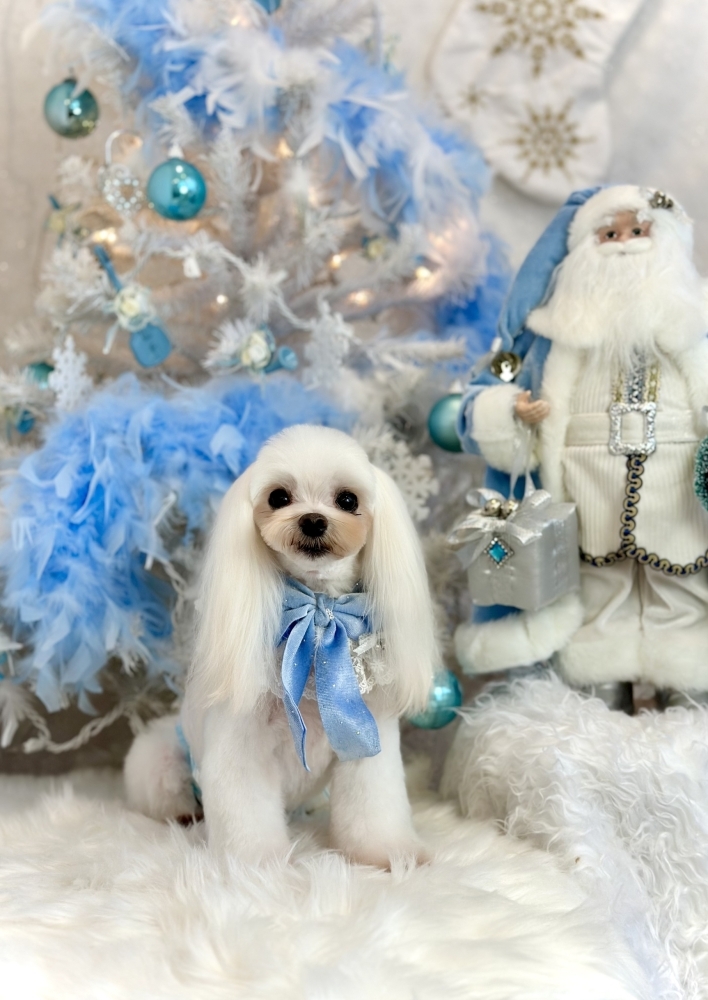 エムズ ソフビ デコ犬 MINT CARBONARA コラボ デザフェス61 エムズ