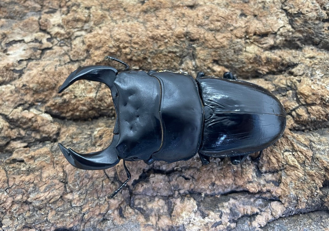 標本 タイワンオオクワガタ ♂55mm タイワンオオクワガタ 標本