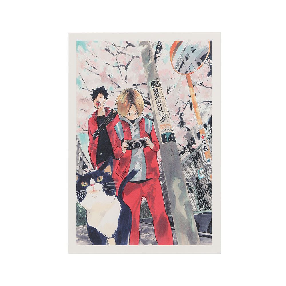 ハイキュー ポストカード 原画展 春の3匹猫 50枚セット ハイキュー!!展