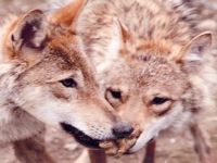 緊急保護が必要！ モンゴルのハイイロオオカミの現況 | 日本オオカミ協会