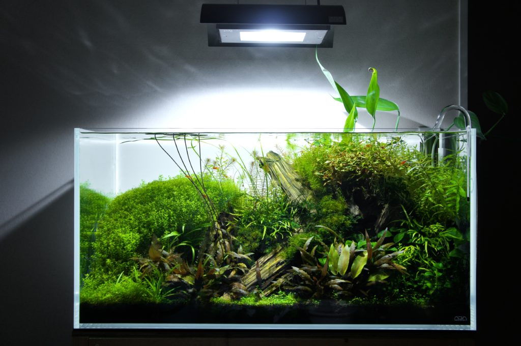 ADA ライトスクリーン リアルな使用感をレビュー！ - The Scaper's Room