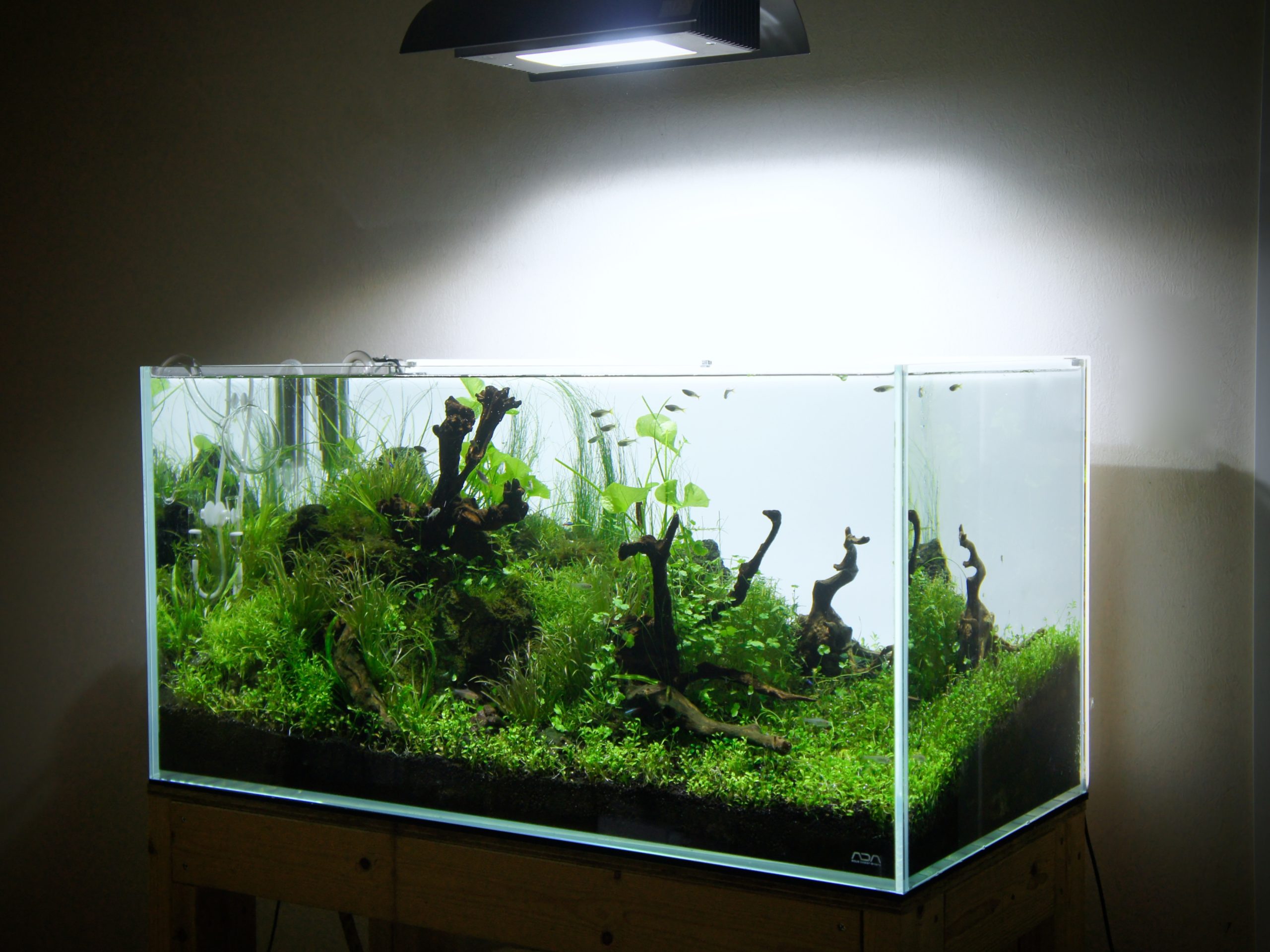 ADA 雲山石 XL 水槽用レイアウト石 ADA 雲山石 XLサイズ ADA 雲山石 XL