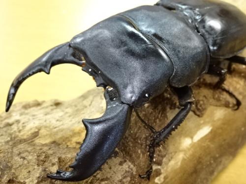 くわかぶプラネット / 【大型】スマトラオオヒラタクワガタペア