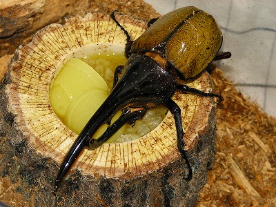 ヘラクレスオオカブト ブルータイプ 標本 ヘラクレスオオカブト ブルー