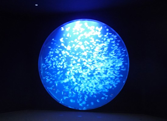 鶴岡市立加茂水族館 » ミズクラゲ大水槽 名称決定！！