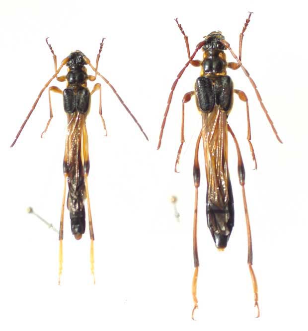 オニホソコバネカミキリ