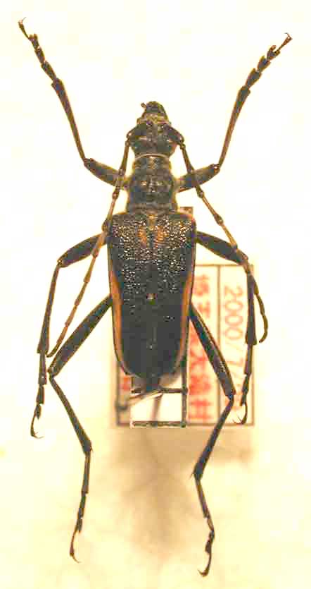 カミキリムシ（日本産カミキリ970種写真公開）