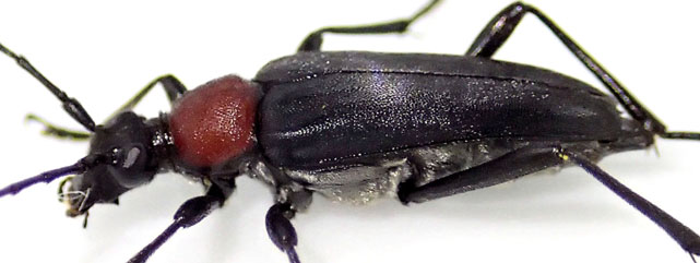 カミキリムシ（日本産カミキリ970種写真公開）