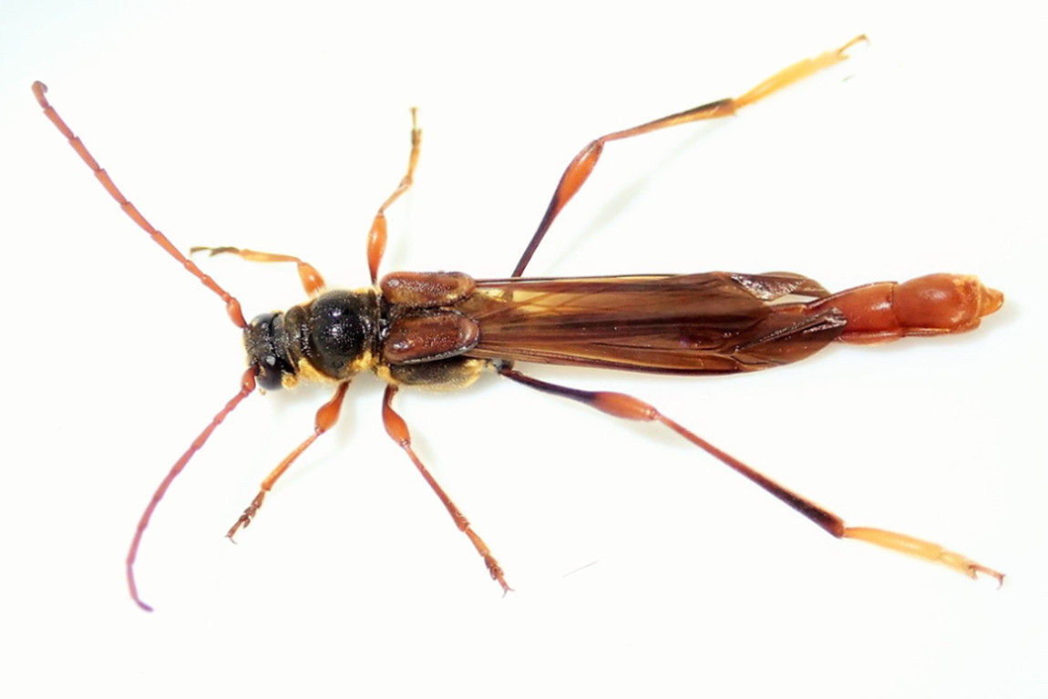 オニホソコバネカミキリ