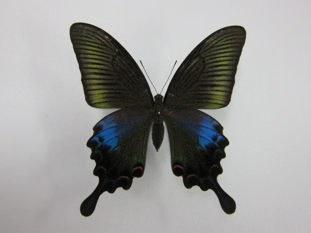 蝶標本 シボリアゲハ♂（原名亜種） インド・ナガランド