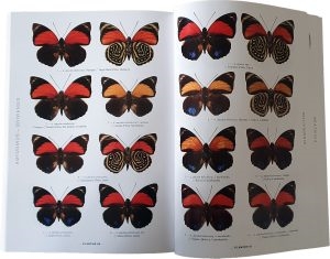 Yahoo!オークション - 蝶標本 ベアタミイロタテハ（beautifica亜種雌