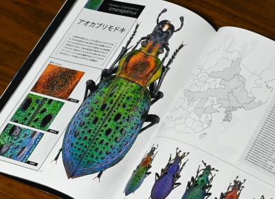 外国産オサムシ標本】緑と紫のイボカブリモドキ/湖北省.恩施産/41mm 外