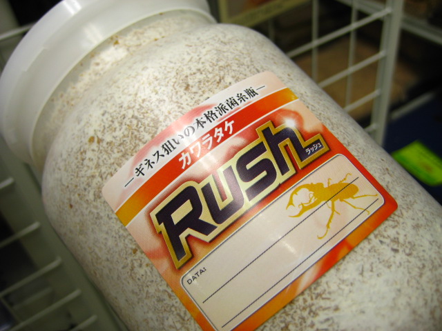 カワラタケ菌糸瓶「Rush」 プラ800[014]