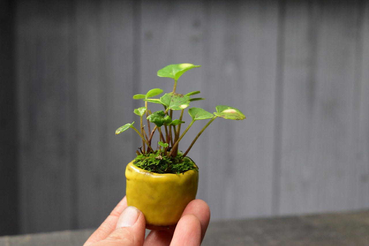 盆栽鉢 小品盆栽 山野草 392621-1.jpg