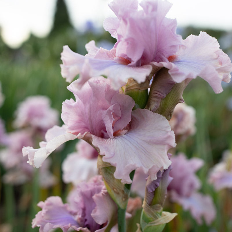 Iris Country Kisses – Floret Library