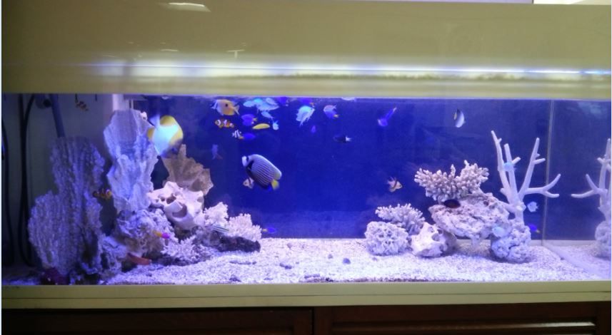 飾りサンゴを使用した水槽のレイアウトだよ。 | 水槽紹介 | 海水魚の