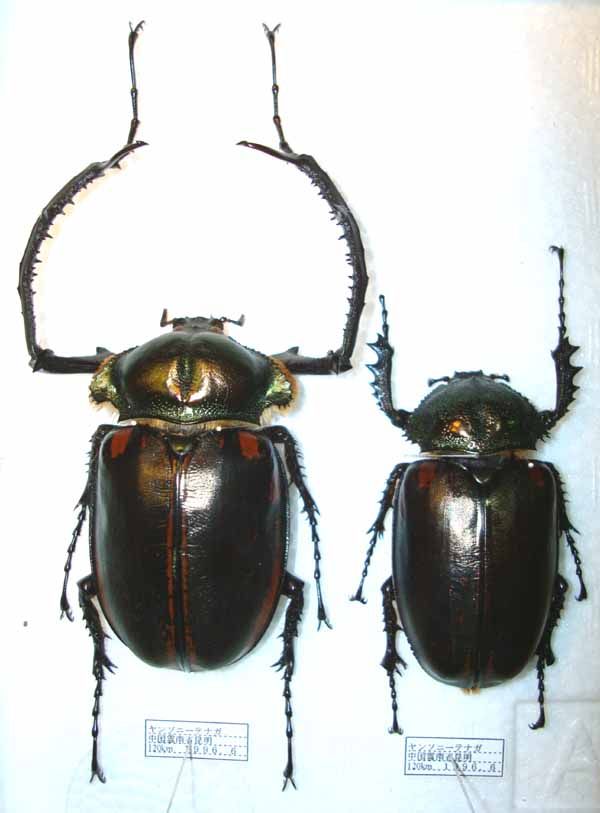 ヤンソニーテナガコガネ 標本 ♂70.8 jansoni 今日の昆虫170