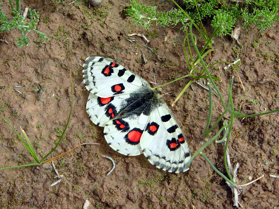 オオアカボシウスバシロチョウ : 池沢 隆一 蝶・花の写真集