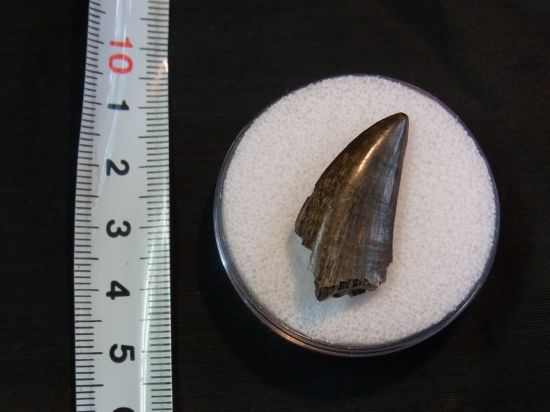 ナノティラヌス実物歯化石①